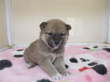 柴犬(標準サイズ)【岡山県・女の子・2020年3月22日・赤】の写真「はにかんだお顔が可愛いお顔の女の子です」