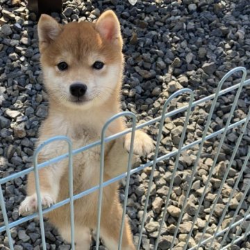 柴犬(豆柴)【岡山県・女の子・2022年10月30日・赤】の写真「コロコロ可愛い豆柴ちゃん」