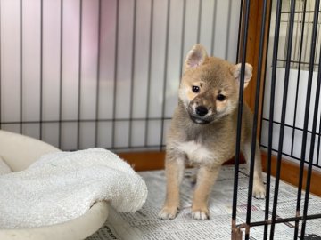 柴犬(標準サイズ)【岡山県・男の子・2021年7月7日・赤】の写真「小ぶりな男の子！」