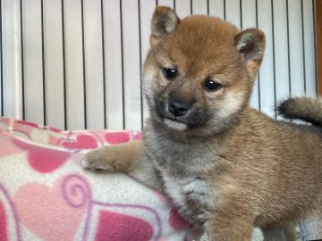 柴犬(豆柴)【岡山県・女の子・2021年11月11日・赤】の写真「まる顔で可愛い女の子！」