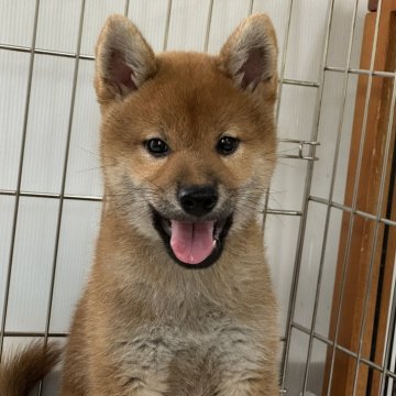 柴犬(標準サイズ)【岡山県・男の子・2024年5月14日・赤】の写真「父犬完成犬！すくすく育ったハンサムな柴犬くん♡」