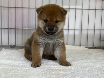 柴犬(標準サイズ)【岡山県・男の子・2022年1月25日・赤】の写真「綺麗な赤毛の男の子！」