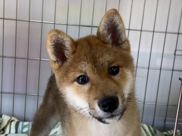 柴犬(標準サイズ)【岡山県・女の子・2022年1月8日・赤】の写真「明るく人懐っこい性格の女の子！」