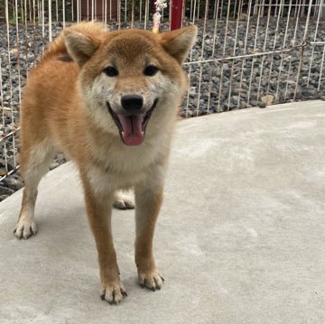 柴犬(標準サイズ)【岡山県・男の子・2023年8月15日・赤】の写真「明るい性格で人懐っこい男の子！」