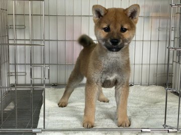 柴犬(標準サイズ)【岡山県・男の子・2021年10月12日・赤】の写真「明るい性格の男の子！」