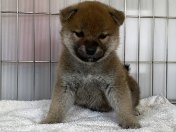 柴犬(標準サイズ)【岡山県・女の子・2022年1月3日・赤】の写真「可愛いお顔の女の子」