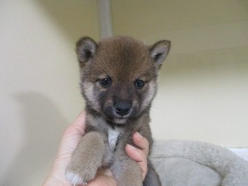 柴犬(豆柴)【岡山県・男の子・2020年12月11日・赤】の写真「人懐っこい性格の男の子」