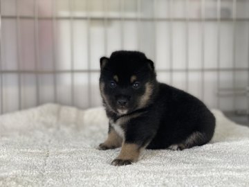 柴犬(標準サイズ)【岡山県・女の子・2021年9月2日・黒】の写真「両親犬遺伝子検査クリア！愛嬌たっぷりな黒豆ちゃん」