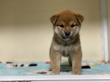 柴犬(標準サイズ)【岡山県・男の子・2020年4月5日・赤】の写真「スクスク育った男の子！」