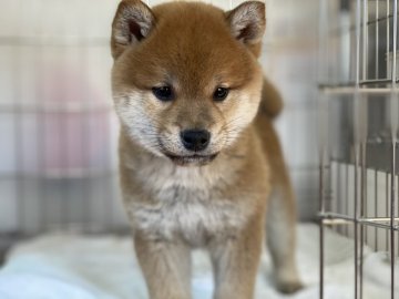 柴犬(標準サイズ)【岡山県・男の子・2021年12月20日・赤】の写真「明るい毛色で丸顔の男の子です。」