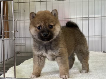 柴犬(標準サイズ)【岡山県・女の子・2021年12月11日・赤】の写真「丸顔の女の子！」