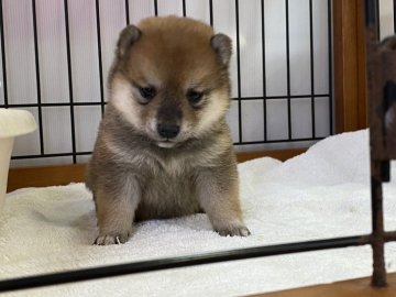 柴犬(豆柴)【岡山県・女の子・2021年10月13日・赤】の写真「丸顔で綺麗な赤毛！
両親犬遺伝子検査クリア。」