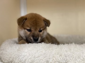 柴犬(標準サイズ)【岡山県・男の子・2021年1月4日・赤】の写真「明るい性格の男の子」