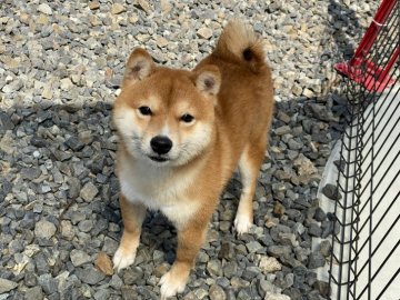 柴犬(豆柴)【岡山県・男の子・2021年6月29日・赤】の写真「優しい性格でフレンドリー」