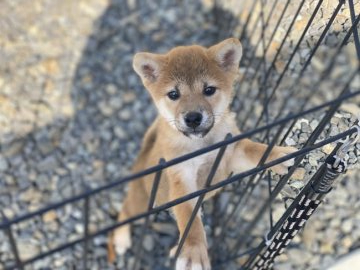 柴犬(標準サイズ)【岡山県・男の子・2021年8月8日・赤】の写真「まる顔で可愛い男の子！母犬、全国展覧会入賞犬」