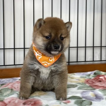 柴犬(豆柴)【岡山県・女の子・2022年12月12日・赤】の写真「丸顔で可愛い豆柴ちゃん」