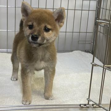 柴犬(標準サイズ)【岡山県・女の子・2022年8月24日・赤】の写真「くりっとしたお目々が可愛い女の子！小ぶりです。」