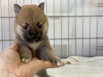 柴犬(標準サイズ)【岡山県・女の子・2021年7月7日・赤】の写真「小ぶりで可愛いお顔してますよ！」