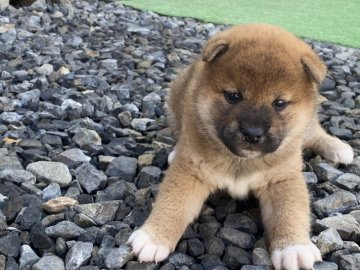 柴犬(標準サイズ)【岡山県・女の子・2021年10月7日・赤】の写真「丸顔の美柴犬ちゃん」