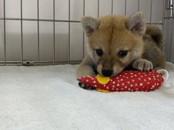 柴犬(標準サイズ)【岡山県・女の子・2021年7月1日・赤】の写真「明るい毛色の女の子です」