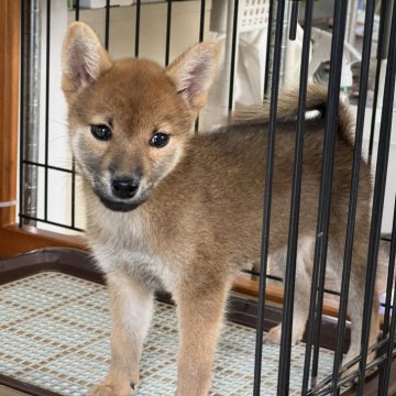 柴犬(標準サイズ)【岡山県・女の子・2024年8月18日・赤】の写真「明るい性格の女の子♡父犬完成犬！」