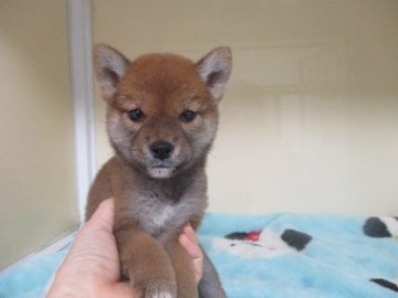 柴犬(標準サイズ)【岡山県・男の子・2020年10月15日・赤】の写真「優しいお顔の男の子」