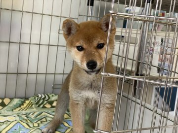 柴犬(標準サイズ)【岡山県・女の子・2022年1月8日・赤】の写真「小ぶりの女の子！両親遺伝子検査クリア」