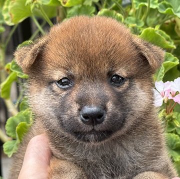 柴犬(標準サイズ)【岡山県・女の子・2024年8月18日・赤】の写真「丸顔の女の子♡父犬完成犬！」