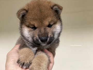 豆柴【岡山県・男の子・2020年5月3日・赤】の写真「優しいお顔の男の子」