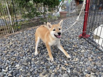 柴犬(標準サイズ)【岡山県・女の子・2021年5月23日・赤】の写真「人懐っこい性格の女の子です！」