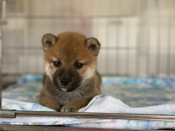 柴犬(標準サイズ)【岡山県・男の子・2021年9月15日・赤】の写真「両親遺伝子検査クリア！
可愛いお顔の男の子です。」