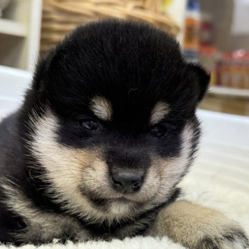 柴犬(豆柴)【岡山県・女の子・2024年7月16日・黒】の写真「配色きれい✨丸顔の豆柴ちゃん」