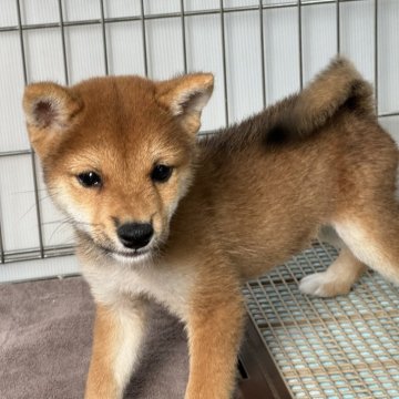 柴犬(豆柴)【岡山県・男の子・2024年8月7日・赤】の写真「小柄だけど元気いっぱい！可愛い豆柴くん！」