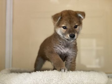 柴犬(標準サイズ)【岡山県・男の子・2021年1月4日・赤】の写真「キリッとしたお顔の男の子です」