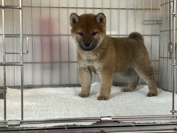 柴犬(標準サイズ)【岡山県・男の子・2022年1月8日・赤】の写真「キリッとしたお顔の男の子！」