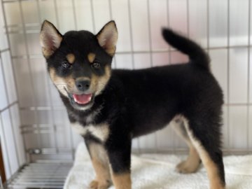 柴犬(標準サイズ)【岡山県・男の子・2021年4月26日・黒】の写真「すくすく育った黒柴くん」