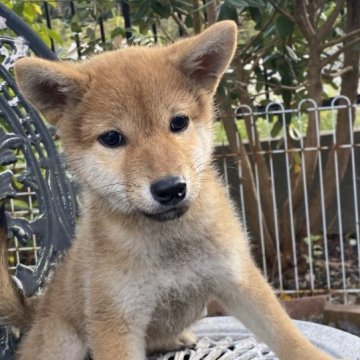 柴犬(標準サイズ)【岡山県・女の子・2023年8月9日・赤】の写真「愛嬌いっぱいの女の子です」