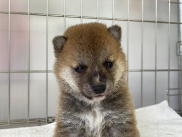 柴犬(豆柴)【岡山県・男の子・2021年6月11日・赤】の写真「可愛いお顔の豆柴くん！」