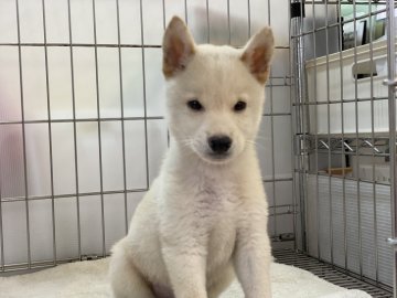 柴犬(標準サイズ)【岡山県・男の子・2021年7月8日・白】の写真「両親遺伝子検査クリア！白柴くん！」