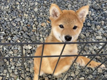 柴犬(標準サイズ)【岡山県・男の子・2021年8月6日・赤】の写真「小ぶりで可愛いお顔の男の子！」