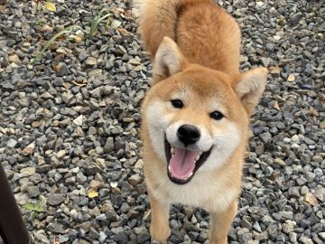 柴犬(標準サイズ)【岡山県・男の子・2021年8月6日・赤】の写真「優しいお顔の男の子」