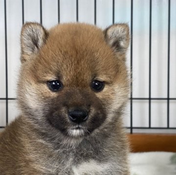 柴犬(標準サイズ)【岡山県・女の子・2023年12月21日・赤】の写真「可愛いお顔の女の子！」