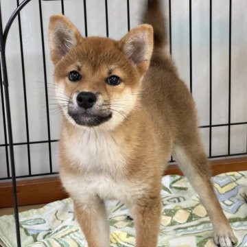 柴犬(標準サイズ)【岡山県・男の子・2024年5月29日・赤】の写真「ハンサムな男の子♡父犬賞歴あり！」