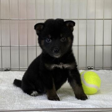 柴犬(標準サイズ)【岡山県・男の子・2022年6月21日・黒】の写真「真っ黒クロスケ、愛嬌ある小ぶりの柴犬くん！」