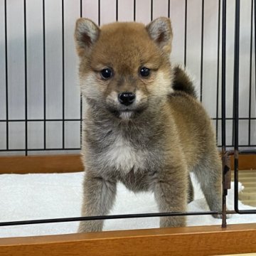 柴犬(標準サイズ)【岡山県・男の子・2022年12月17日・赤】の写真「愛嬌いっぱいの男の子！」