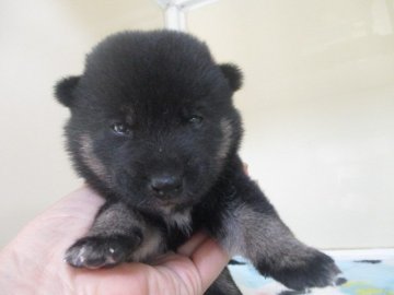 柴犬(標準サイズ)【岡山県・男の子・2020年7月12日・黒】の写真「可愛いお顔の黒柴くんです」