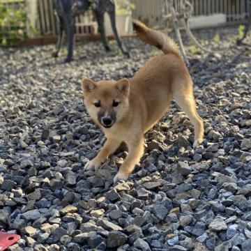 柴犬(豆柴)【岡山県・男の子・2022年6月3日・赤】の写真「可愛いお顔の豆柴くん」