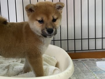 柴犬(標準サイズ)【岡山県・女の子・2021年10月25日・赤】の写真「綺麗な赤毛の女の子！」