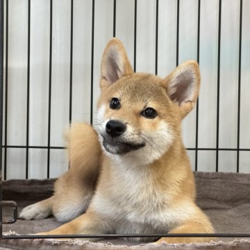 柴犬(標準サイズ)【岡山県・男の子・2024年5月6日・赤】の写真「明るい毛色で穏やかな性格の男の子！パパは完成犬！」