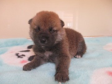 柴犬(標準サイズ)【岡山県・男の子・2020年7月3日・赤】の写真「父犬賞歴有り！キリッとしたお顔の男の子」